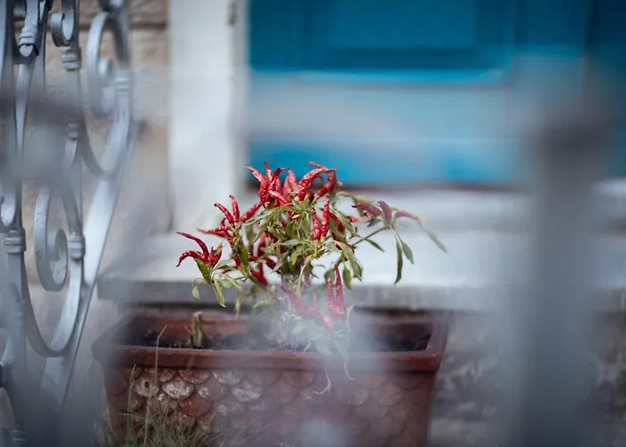 Elisabetta Maggiore ベルジラーテ